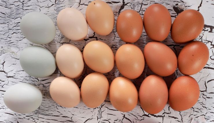uova colorazioni diverse