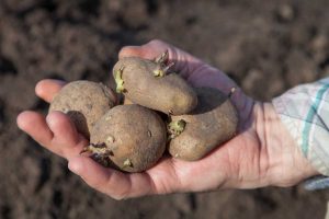 Le patate germogliano troppo presto?