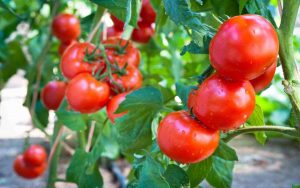 Pomodori, che cosa è bene non piantarci accanto