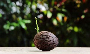 Come ottenere una pianta da una noce di cocco