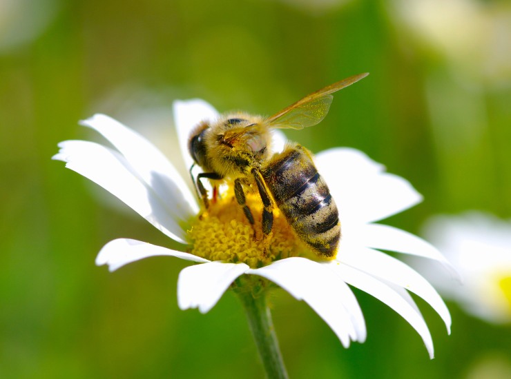 I pesticidi per i fiori finiscono nel miele