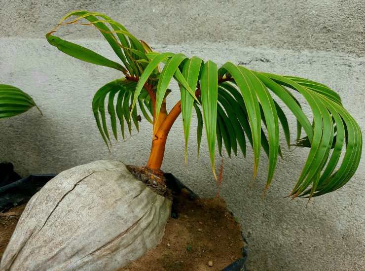 Palma bonsai nella noce di cocco