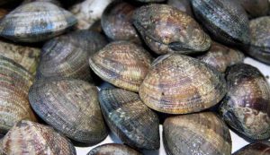 Vongole richiamate dal mercato