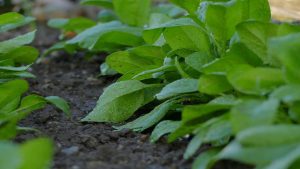 Spinaci richiamati