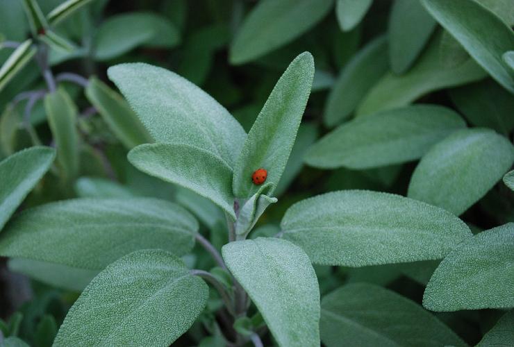 Un'erba aromatica speciale